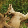 Thumbnail of related posts 038