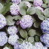 Thumbnail of related posts 176