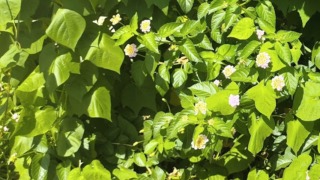 Thumbnail of post image 086