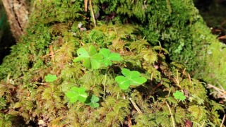 Thumbnail of post image 175