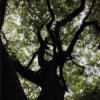 Thumbnail of new posts 109