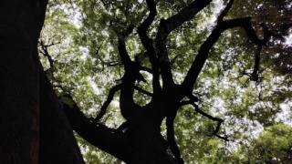 Thumbnail of post image 006