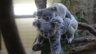 Thumbnail of post image 031